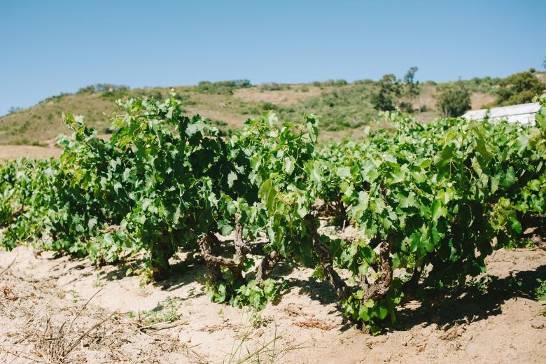 A.A. Badenhorst Wine Soundtrack